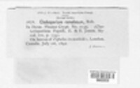 Image Associated With the Occurence